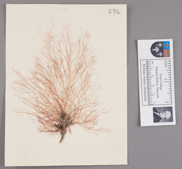NHM_HH_1.292-2010 image NHM_HH_1.292-2010