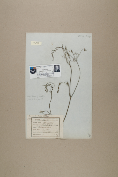 NHM_HH_22.17-2010 image NHM_HH_22.17-2010