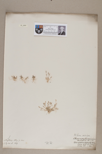 NHM_HH_35.79-2010 image NHM_HH_35.79-2010