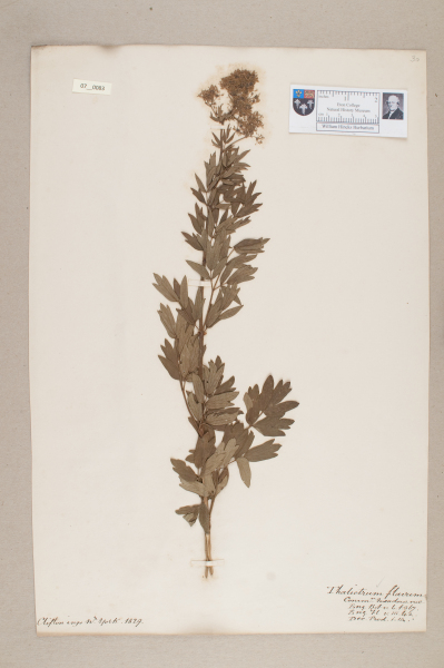 NHM_HH_7.83-2010 image NHM_HH_7.83-2010