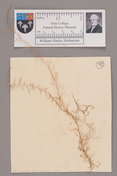 NHM_HH_1.98-2010 image NHM_HH_1.98-2010