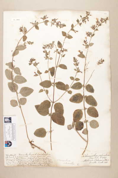 NHM_HH_23.63-2010 image NHM_HH_23.63-2010