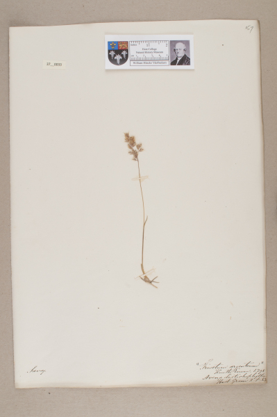 NHM_HH_37.33-2010 image NHM_HH_37.33-2010