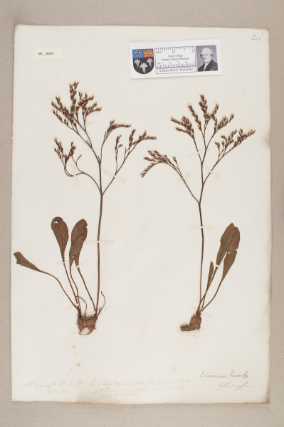 NHM_HH_8.83-2010 image NHM_HH_8.83-2010