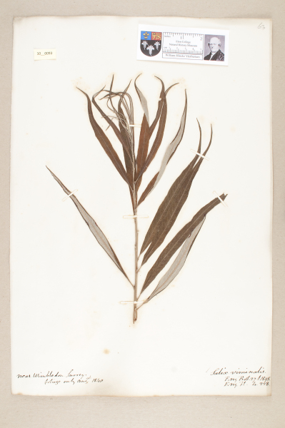 NHM_HH_10.93-2010 image NHM_HH_10.93-2010