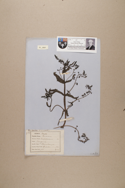 NHM_HH_25.37-2010 image NHM_HH_25.37-2010