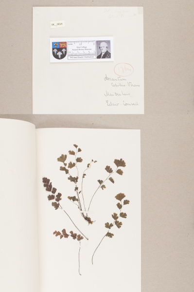 NHM_HH_4.14-2010 image NHM_HH_4.14-2010