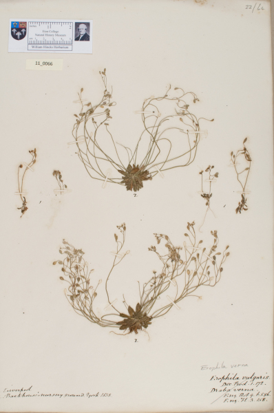 NHM_HH_11.66-2010 image NHM_HH_11.66-2010