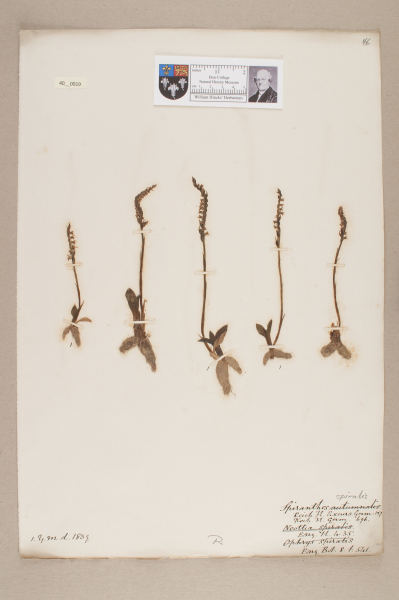 NHM_HH_40.19-2010 image NHM_HH_40.19-2010