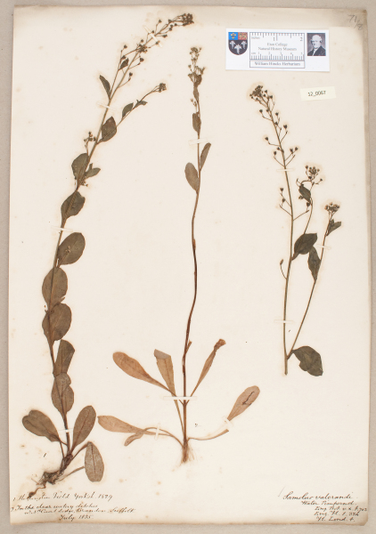 NHM_HH_12.67-2010 image NHM_HH_12.67-2010