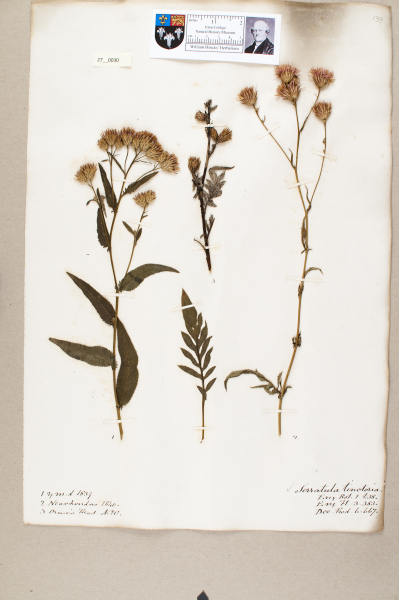 NHM_HH_27.30-2010 image NHM_HH_27.30-2010