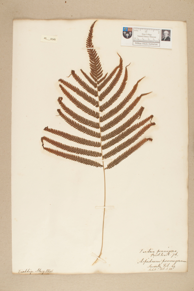 NHM_HH_41.145-2010 image NHM_HH_41.145-2010