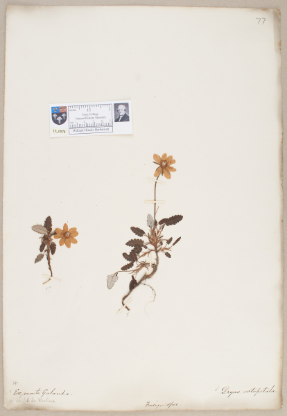 NHM_HH_13.76-2010 image NHM_HH_13.76-2010