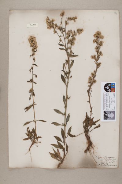 NHM_HH_29.11-2010 image NHM_HH_29.11-2010