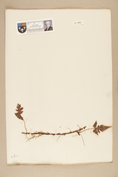 NHM_HH_41.8-2010 image NHM_HH_41.8-2010