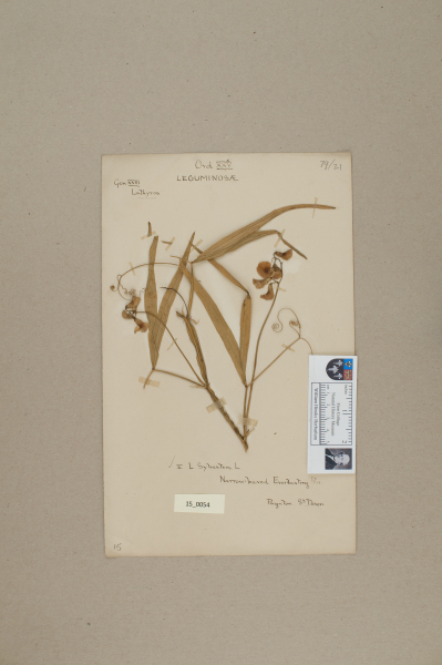 NHM_HH_15.54-2010 image NHM_HH_15.54-2010