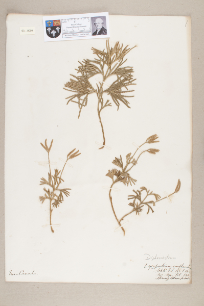 NHM_HH_3.9-2010 image NHM_HH_3.9-2010