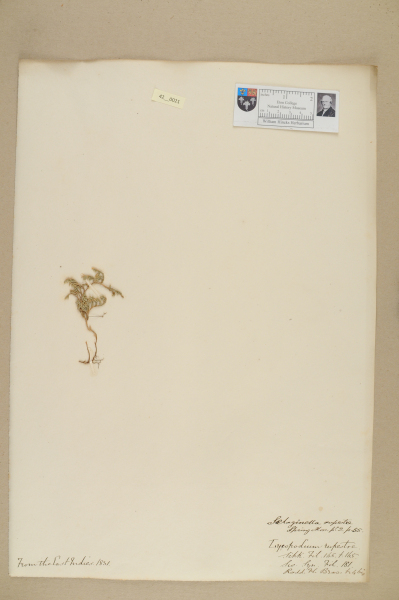 NHM_HH_42.21-2010 image NHM_HH_42.21-2010