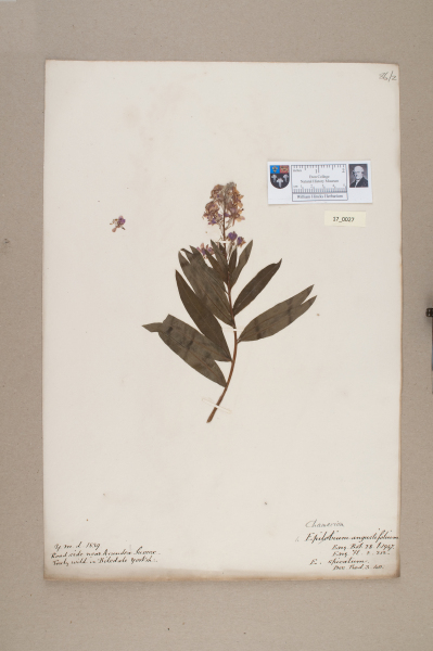 NHM_HH_17.27-2010 image NHM_HH_17.27-2010