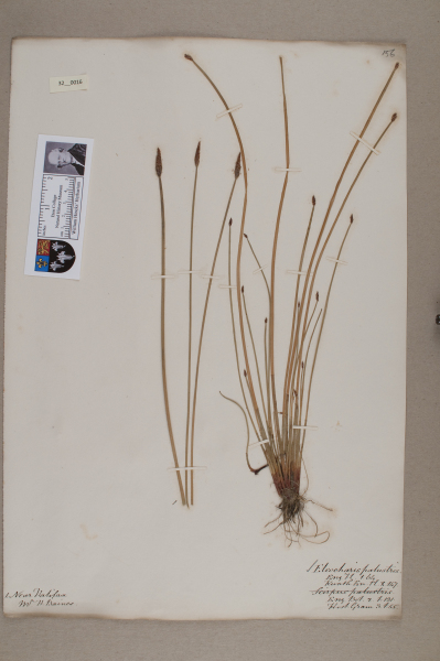 NHM_HH_32.16-2010 image NHM_HH_32.16-2010