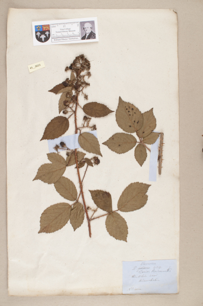 NHM_HH_43.23-2010 image NHM_HH_43.23-2010