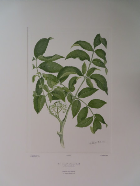 image FDA-E.2916_2_25-2016-A