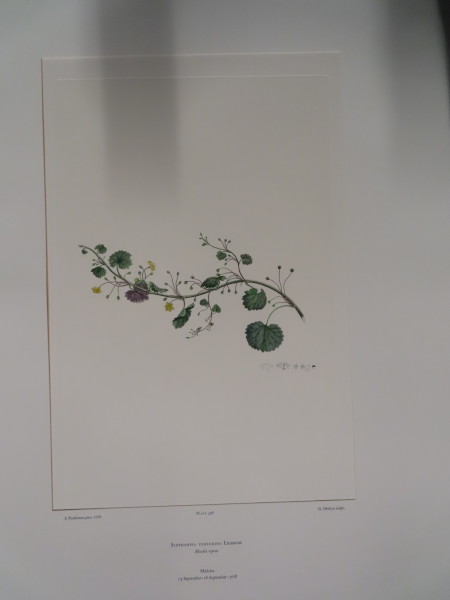 image FDA-E.2916_19_11-2016