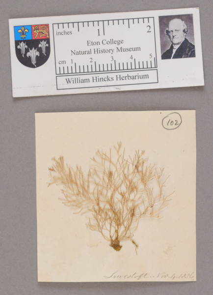 NHM_HH_1.102-2010 image NHM_HH_1.102-2010