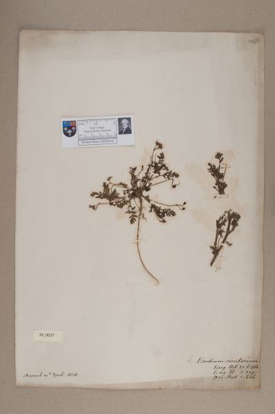 NHM_HH_19.37-2010 image NHM_HH_19.37-2010