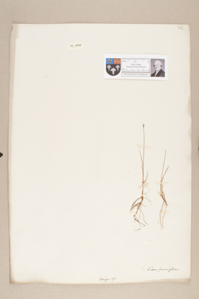 NHM_HH_33.68-2010 image NHM_HH_33.68-2010