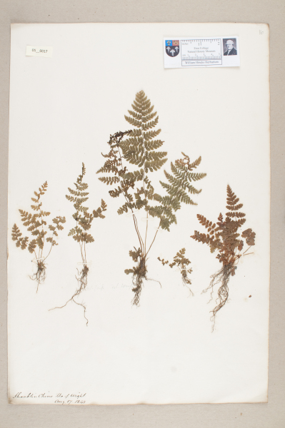 NHM_HH_5.17-2010 image NHM_HH_5.17-2010