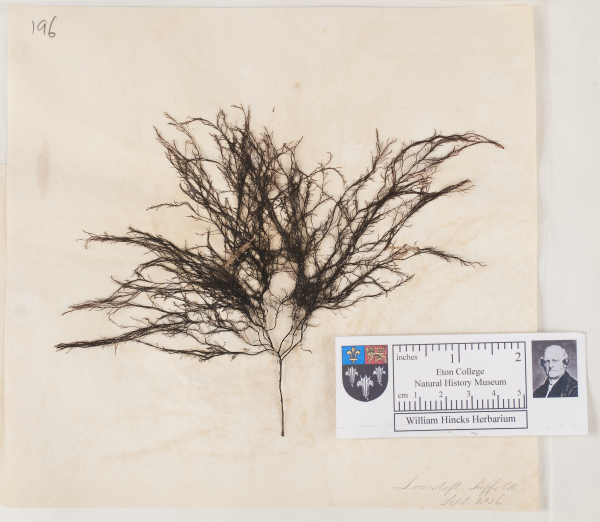 NHM_HH_1.196-2010 image NHM_HH_1.196-2010