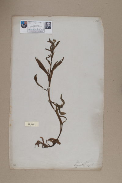 NHM_HH_20.51-2010 image NHM_HH_20.51-2010