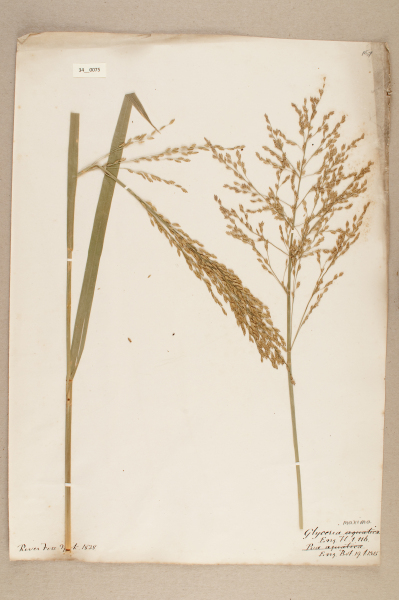 NHM_HH_34.75-2010 image NHM_HH_34.75-2010