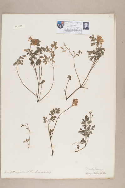 NHM_HH_7.114-2010 image NHM_HH_7.114-2010