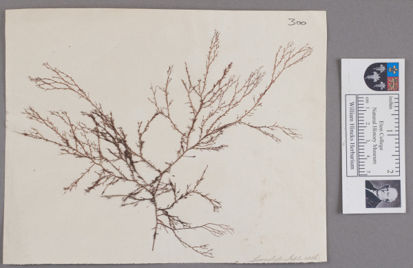 NHM_HH_1.300-2010 image NHM_HH_1.300-2010