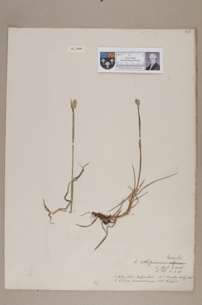 NHM_HH_35.88-2010 image NHM_HH_35.88-2010