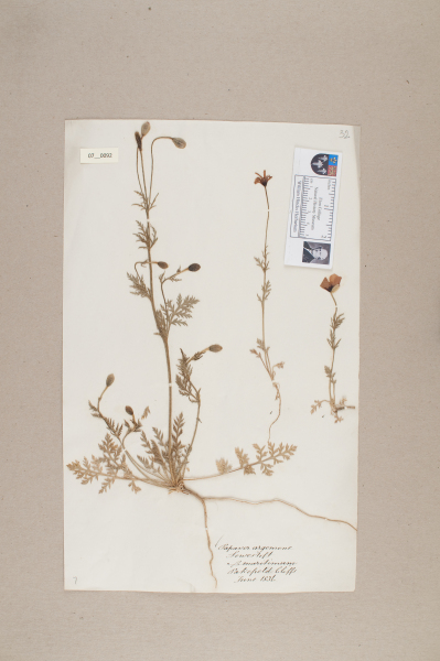 NHM_HH_7.92-2010 image NHM_HH_7.92-2010