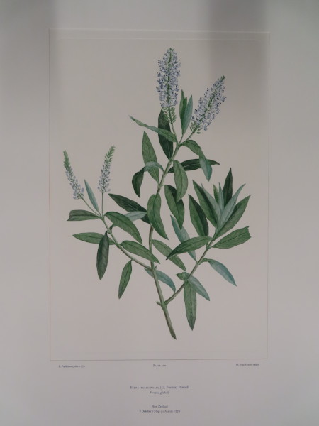 image FDA-E.2916_25_8-2016