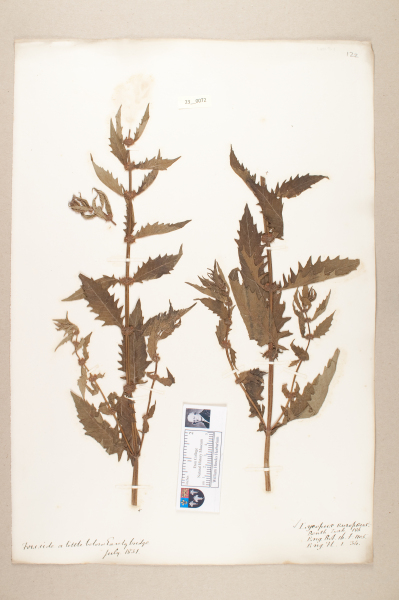 NHM_HH_23.72-2010 image NHM_HH_23.72-2010