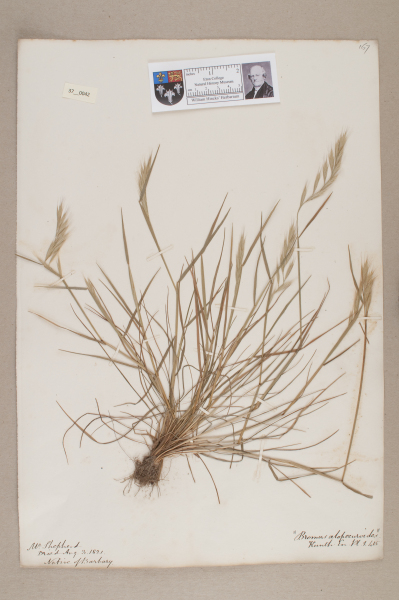 NHM_HH_37.42-2010 image NHM_HH_37.42-2010