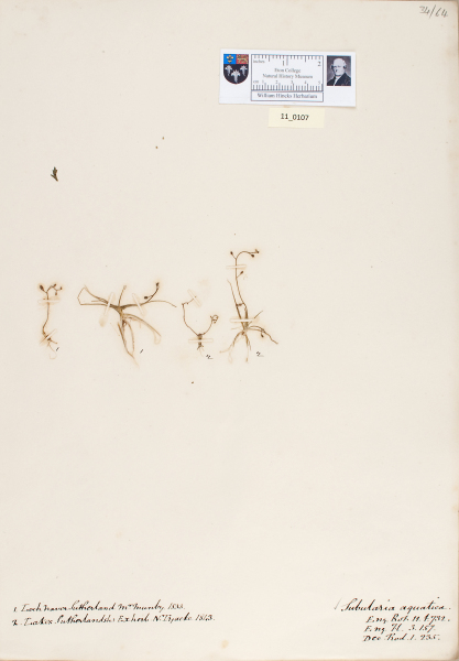 NHM_HH_11.107-2010 image NHM_HH_11.107-2010