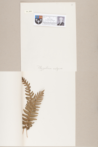 NHM_HH_4.23-2010 image NHM_HH_4.23-2010