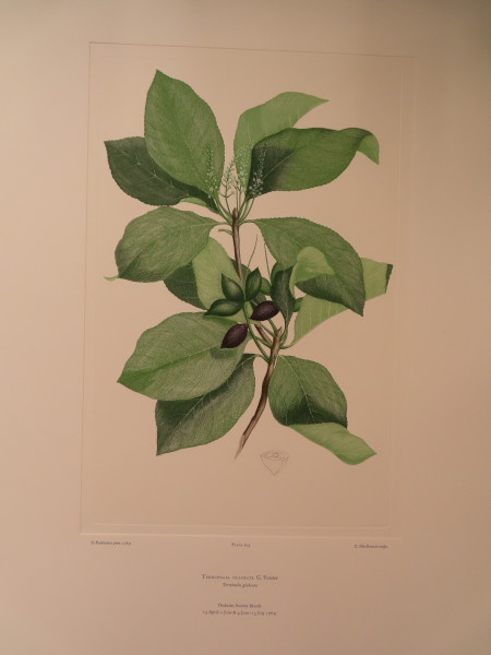 FDA-E.2916_28_22-2016 image FDA-E.2916_28_22-2016