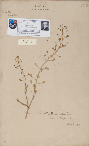 image NHM_HH_11.75-2010