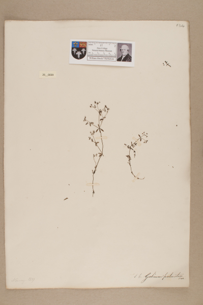 NHM_HH_26.39-2010 image NHM_HH_26.39-2010