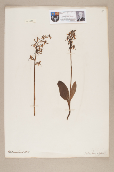 NHM_HH_40.28-2010 image NHM_HH_40.28-2010