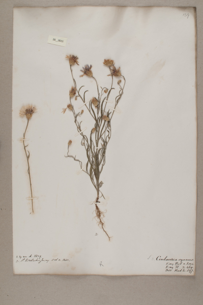 NHM_HH_28.11-2010 image NHM_HH_28.11-2010