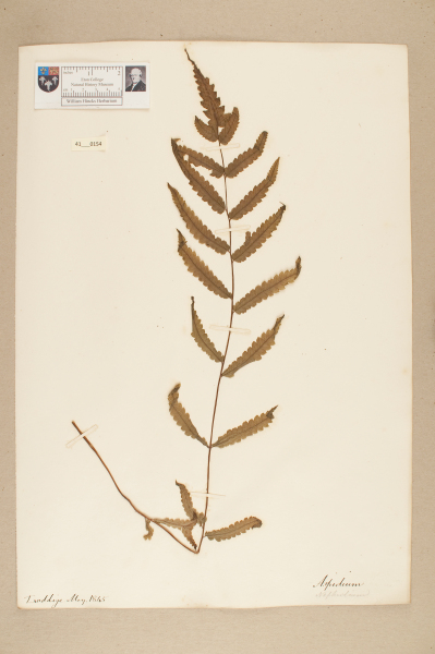 image NHM_HH_41.154-2010