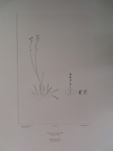 image FDA-E.2916_11_16-2016-A